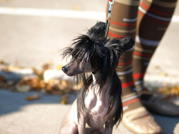 Çince Tepeli Köpek portre  - Fotoğraf, Görsel