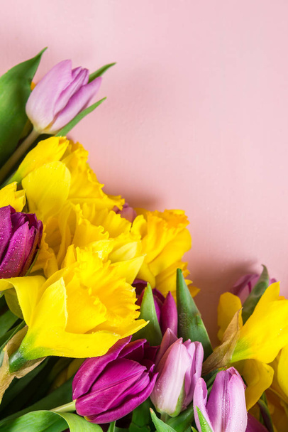 Beautiful Bunch of Tulips and yellow Daffodils on the Pink Backg - Photo, Image