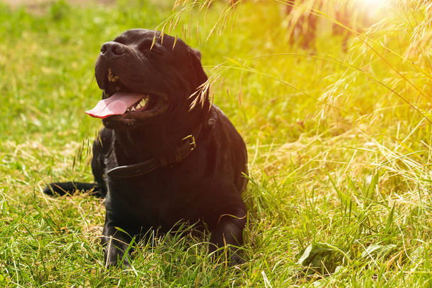 Черная собака-лабрадор сидит на зеленой траве в парке
 - Фото, изображение