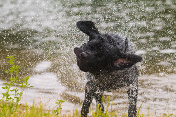 Σκυλί μαύρο Λαμπραντόρ Ριτρίβερ. Βουτιά μετά το νερό-λουτρό. - Φωτογραφία, εικόνα