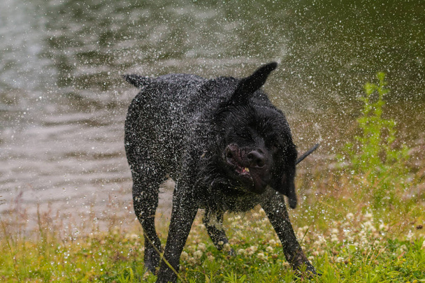 Cane da recupero Black Labrador. Spruzzare dopo il bagno d'acqua
. - Foto, immagini
