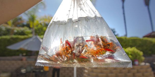 Crawdads inside a plastic pouch with water - Photo, Image