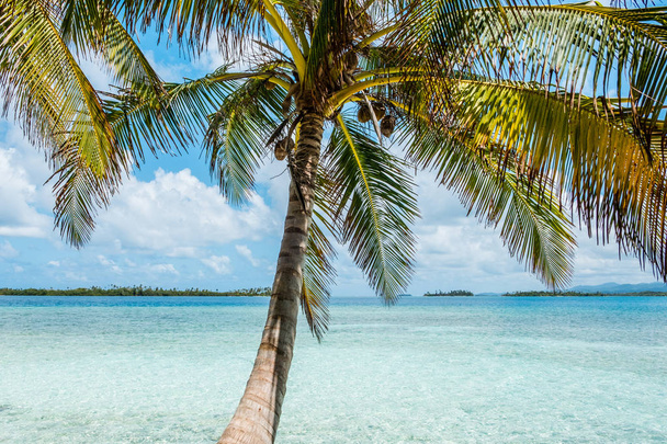 Plam Baum mit Strand und Meer Hintergrund - tropische Insel - Foto, Bild