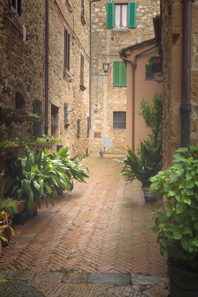 Flowery streets on a rainy spring day in a small magical village Pienza, Tuscany. - Zdjęcie, obraz