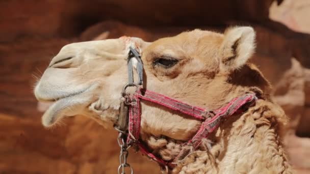 camel near antique site of petra in jordan - Footage, Video