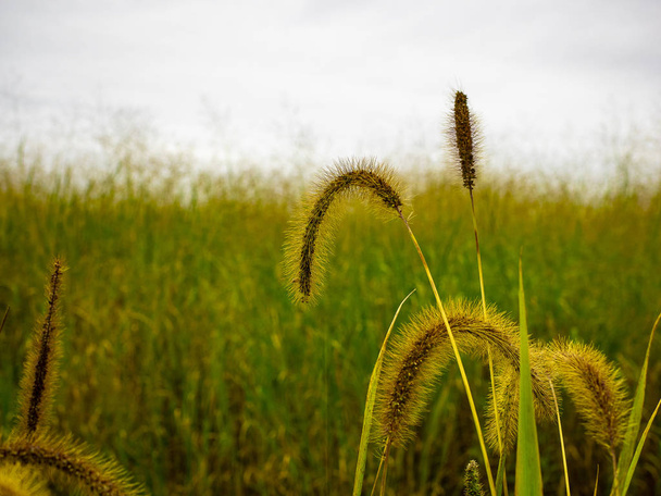 Alle delicate, deze plant komt voor in de velden in de buurt van mijn huis. Foto genomen in de macro. Acton Vale, Quebec, Canada; 06 oktober, 2018. - Foto, afbeelding
