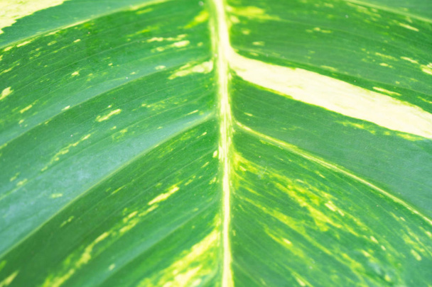 Closeup Green leaf nature for background . green tree leaves.  - Photo, Image