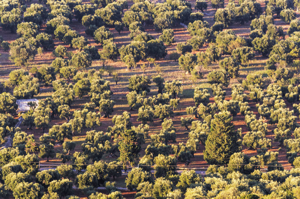 Panoramatický pohled rozlohy olivovníků prostý Ostuni a Fasano při západu slunce s pobřeží v větrný den letní - Fotografie, Obrázek