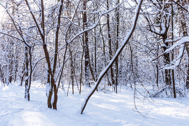 Όμορφο χειμώνα δάσος στο φως του ήλιου χειμερινές. Υπέροχο χειμωνιάτικο σκηνικό. - Φωτογραφία, εικόνα