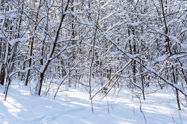 Beautiful winter forest in the winter sunlight. Wonderful winter scene. - Fotoğraf, Görsel