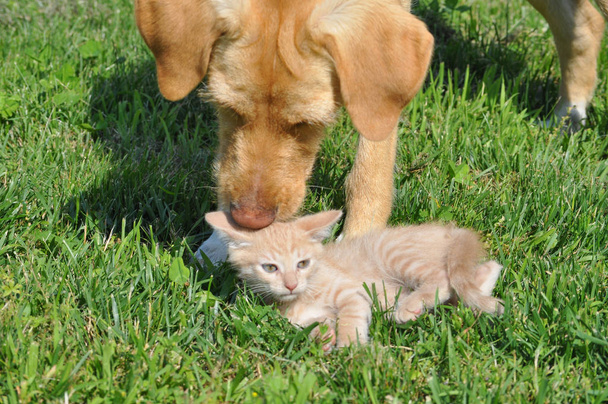 narancssárga cirmos házimacska Otthonka és labrador macska emlős állatok a fűben - Fotó, kép