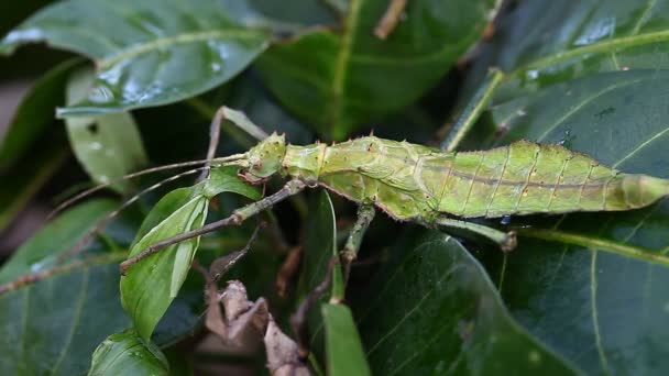Exotische tropische insecten in het terrarium van Thailand. Insecten van Azië - Video