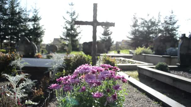 chrysanthemums autumn flowers cemetery grave monuments cross - Footage, Video