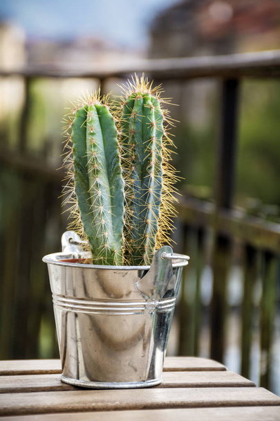 Cacti in a pot, close up - Foto, Bild