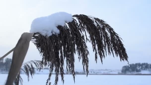hátszél lengő hajlított egy befagyott tó - Felvétel, videó