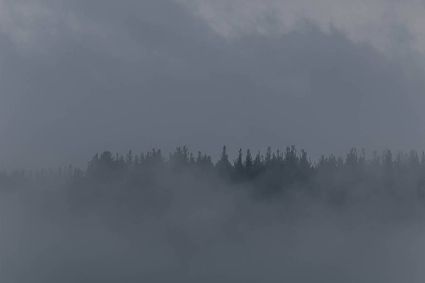 ヒップスターヴィンテージレトロスタイルのモミの森と霧の風景 - 写真・画像