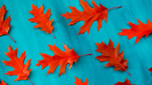 Red autumn leaf oak isolated on white background - Φωτογραφία, εικόνα