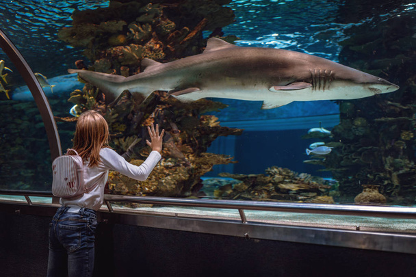 Молода дівчина, що стоїть на сцені акваріума, зачарована акулою
. - Фото, зображення