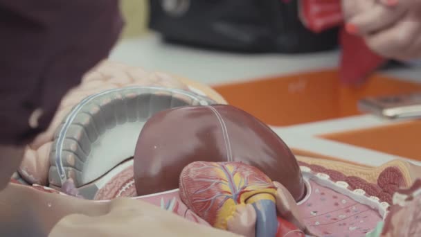 Some people put together pieces of plastic human anatomy model in box. - Video