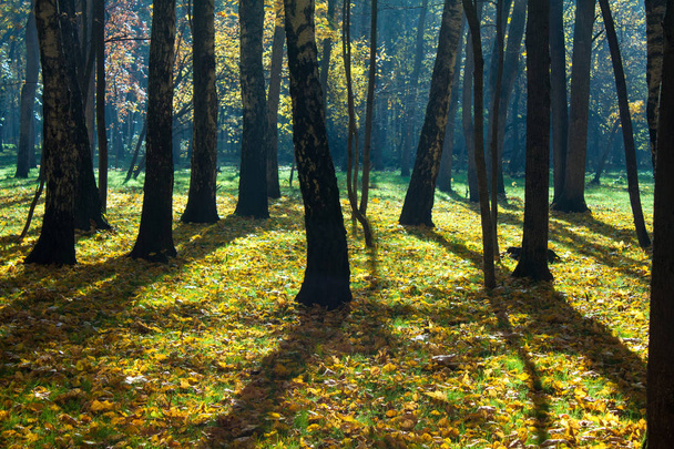 Sunshine in the foggy mystical autumn forest. - Fotoğraf, Görsel