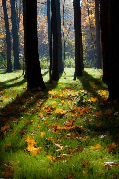 Sunshine in the foggy mystical autumn forest. - Photo, Image