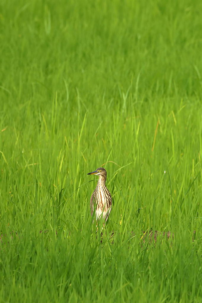 Paddy Heron riisipellolla
 - Valokuva, kuva