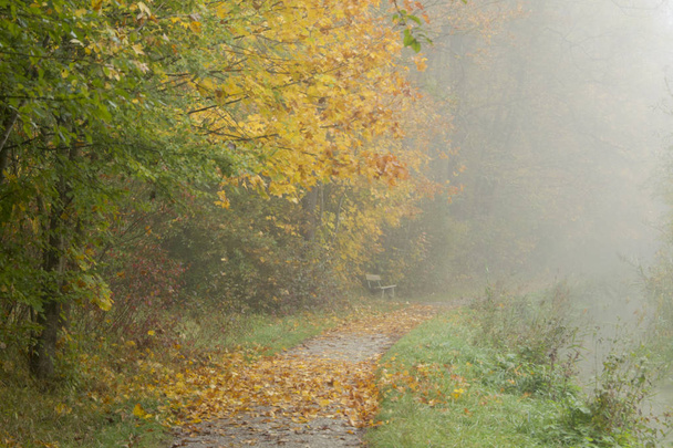 Scenic view of pathway with autumn trees in foggy day - Photo, Image