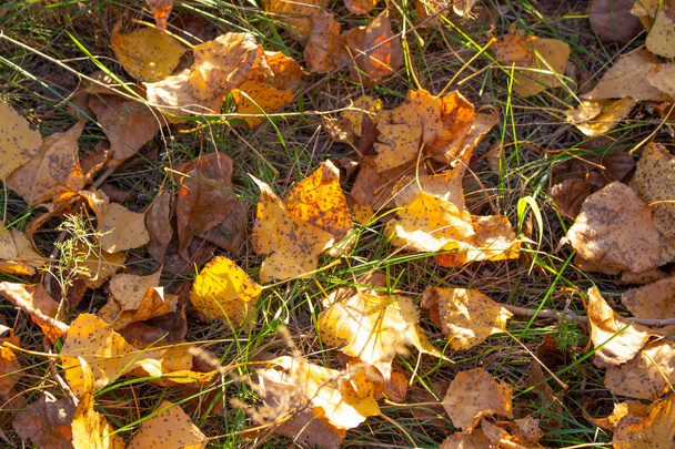 Bright autumnal leaves on green grass - Valokuva, kuva