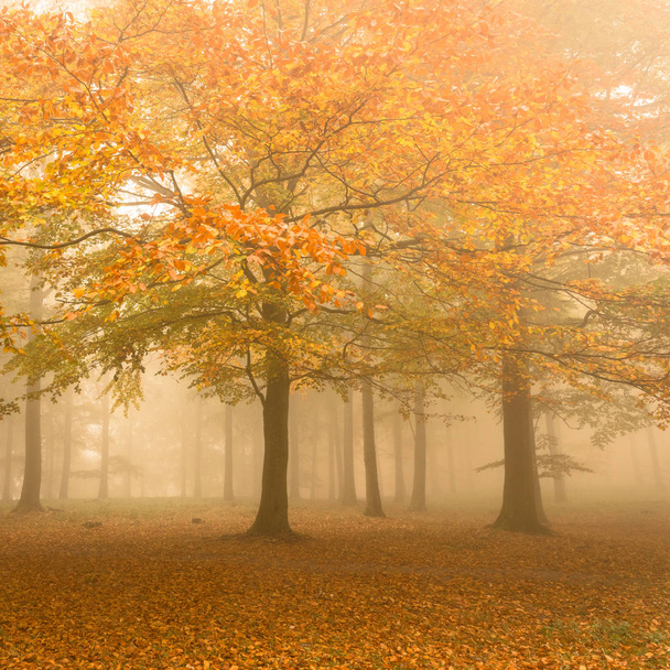 Autumn colors on a misty morning, beautiful trees in the forest in Denmark - Foto, Imagem
