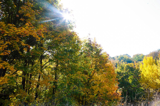 podzimní krajina s oranžovými listy - Fotografie, Obrázek