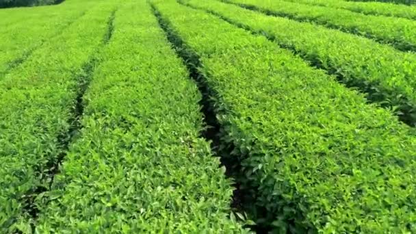 Aerial video of green tea plantation is locate nearby the hillside in Boseong city, South korea. Aerial video from drone. - Footage, Video