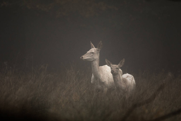 Cervo rosso di colore bianco, elafo del Cervo, femmina e cerbiatto in piedi nella nebbia mattutina. Jaegersborg Dyrehave, il parco dei cervi, vicino a Copenaghen, Danimarca
. - Foto, immagini