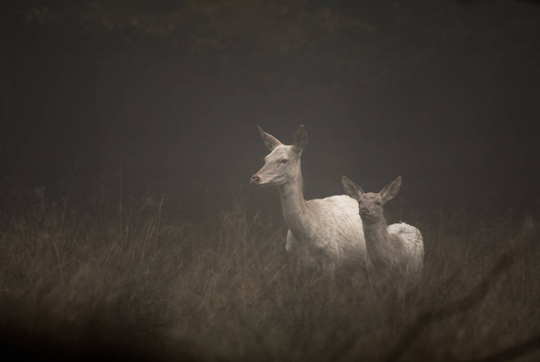 Cerf rouge de couleur blanche, Cervus elaphus, femelle et faon debout dans le brouillard tôt le matin. Jaegersborg Dyrehave, le Deer Park, près de Copenhague, Danemark
. - Photo, image