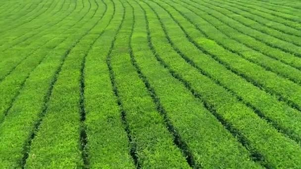 Video aereo di piantagione di tè verde si trova vicino alla collina nella città di Boseong, Corea del Sud. Video aereo dal drone
. - Filmati, video