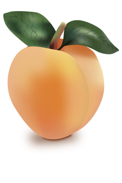 абрикос фрукт
 - Вектор, зображення