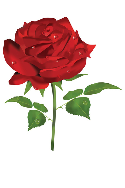 Rode roos - Vector, afbeelding