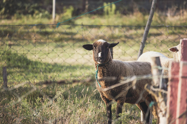 Brown sheep with black face and white spot in nose looking at camera. Field of grass with rustic and crooked chain fence - Photo, Image