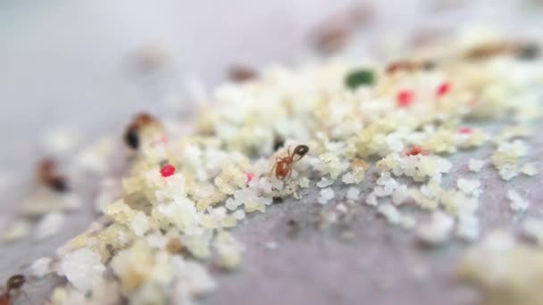 Rode mier eten van suiker, videoclips close-up macro  - Video