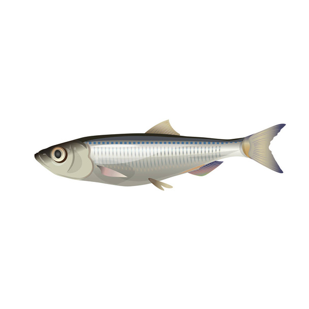 Close-up of sprat fish. Vector illustration isolated on white background - Vektori, kuva