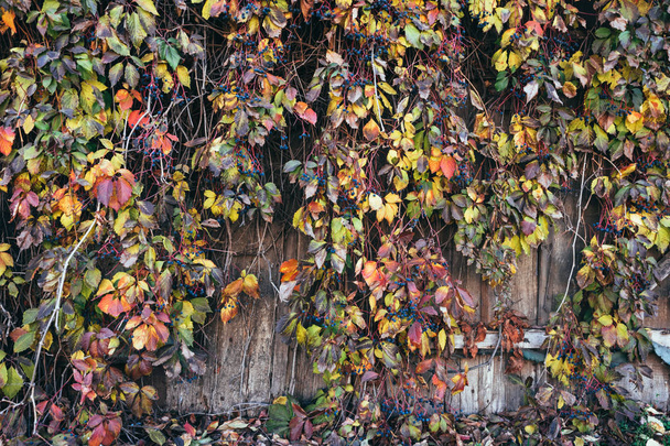 Podzimní pozadí v rustikálním stylu. Stěna staré stodoly a houštiny divokých hroznů - Fotografie, Obrázek