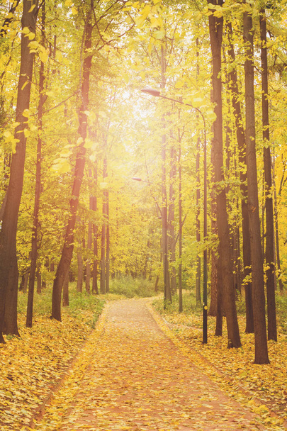 Otoño en la ciudad Parque, árboles en follaje amarillo - Foto, imagen