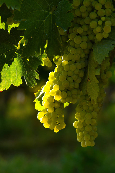 raisins blancs sur les vignobles de la région du Chianti. Toscane, Italie
. - Photo, image