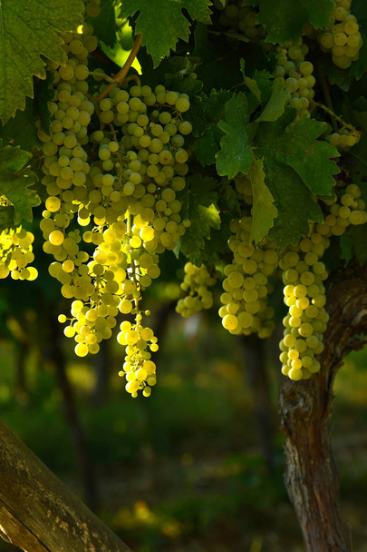 white grapes on vineyards in Chianti region. Tuscany, Italy. - Photo, Image