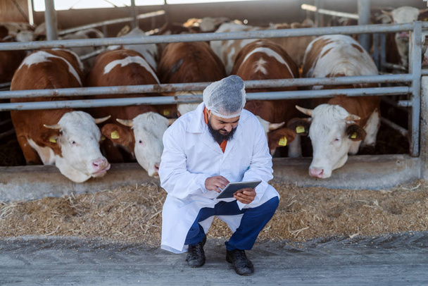 Controllo veterinario delle vacche presso l'allevamento di vacche
. - Foto, immagini