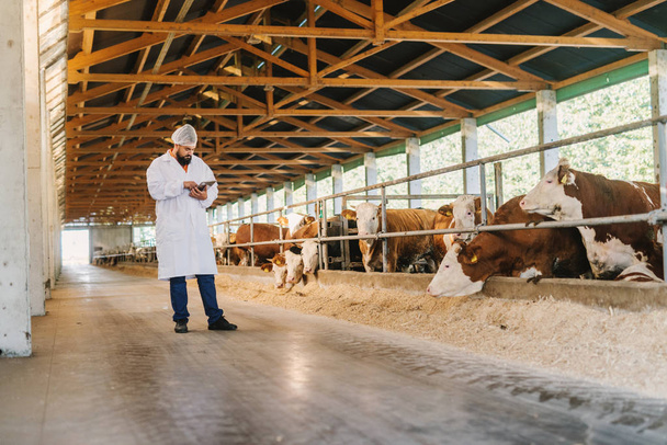 Tierarzt kontrolliert Kühe auf Kuhfarm. - Foto, Bild