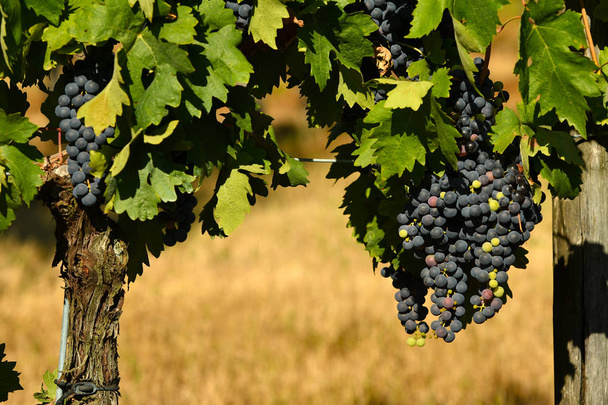 red grapes on vineyards in Chianti region. Tuscany, Italy. - Photo, Image