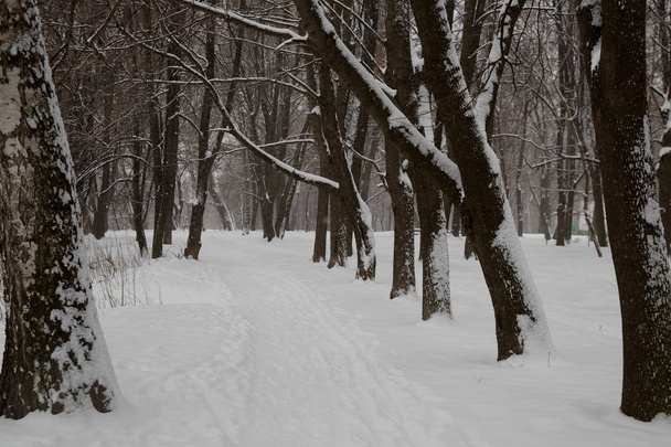 Snowfall in the city. Snow-covered trees in the city Park. - Fotó, kép