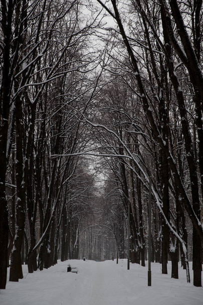 Snowfall in the city. Snow-covered trees in the city Park. - Foto, afbeelding