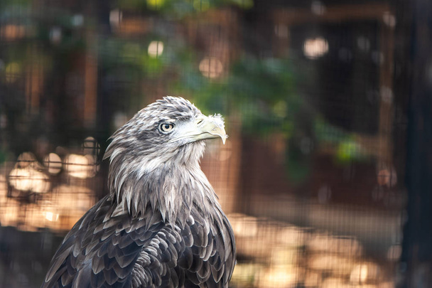Porträt eines großen grauen Adlers, Platz für Text, getönt - Foto, Bild