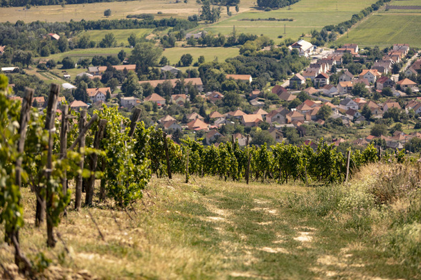 Vinice na kopci s města Tokaj v dálce - Fotografie, Obrázek